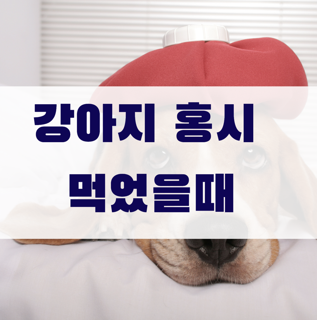 강아지홍시