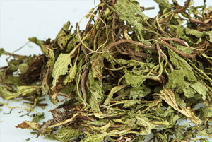 곰보배추 효능07