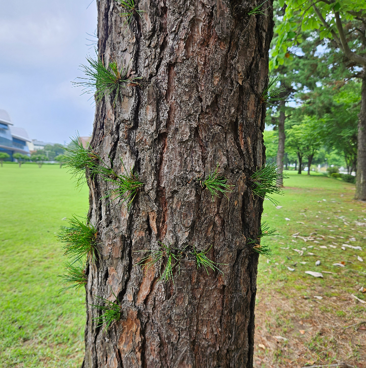 리기다소나무 수피