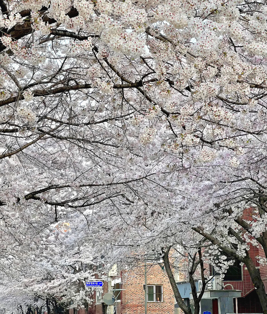 망원동 숨겨진 벚꽃 명소1-4