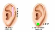 귀 혈자리 위치 지압법