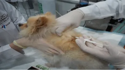 서울시 반려동물 내장형 마이크로칩
