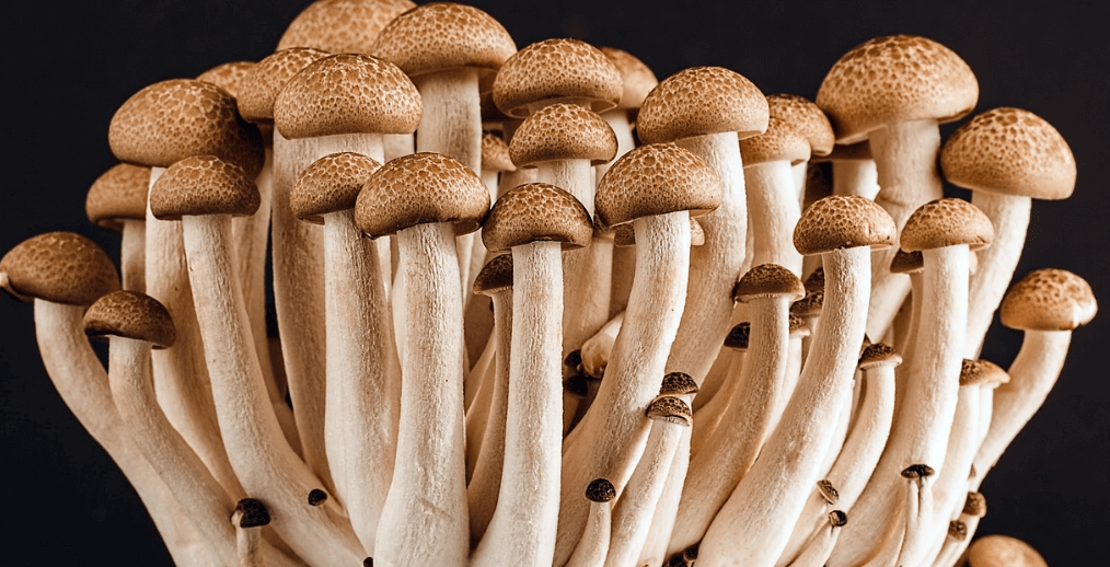 만성 피로에 좋은 음식 사진 - 6