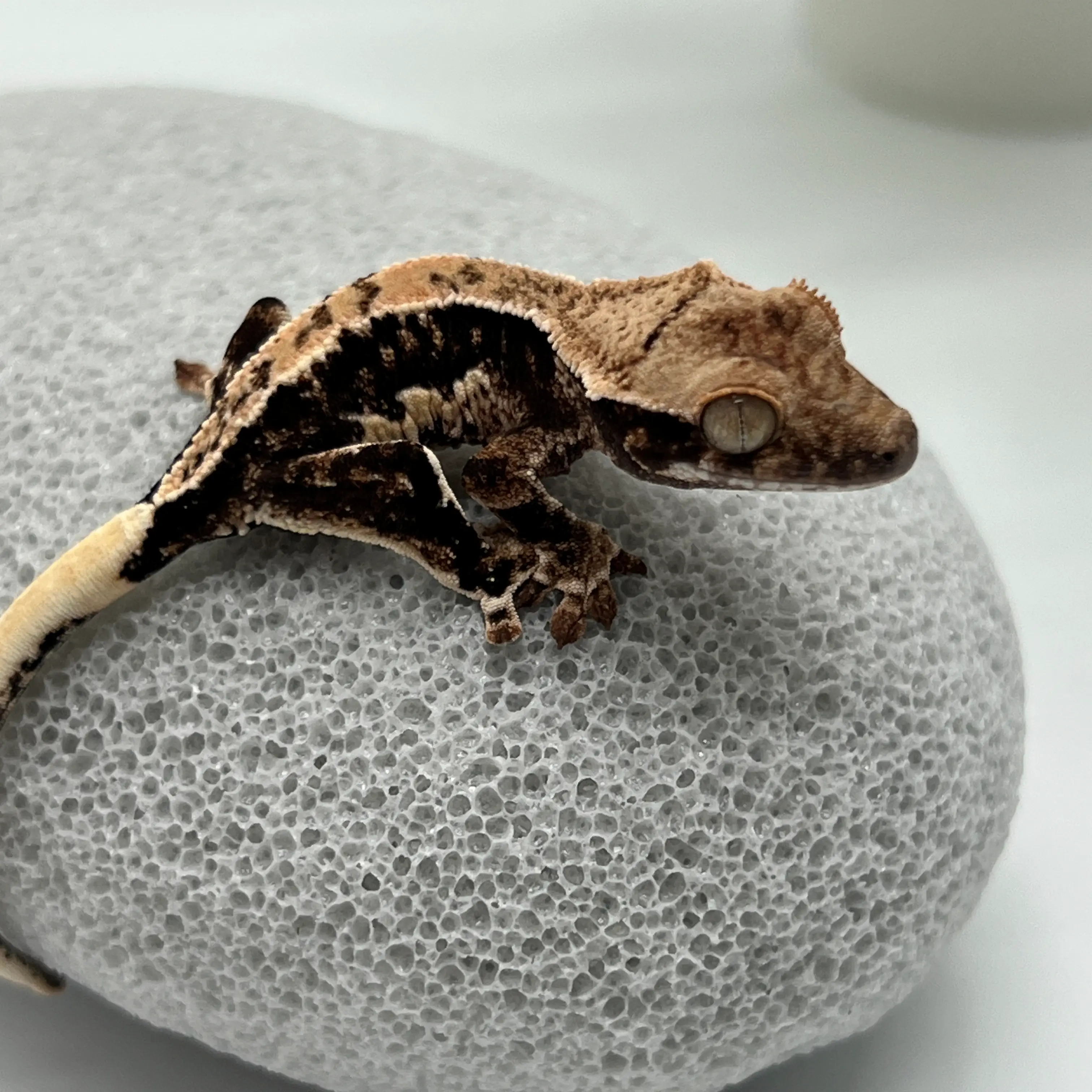 도마뱀 키우기 크래스티드 개코 