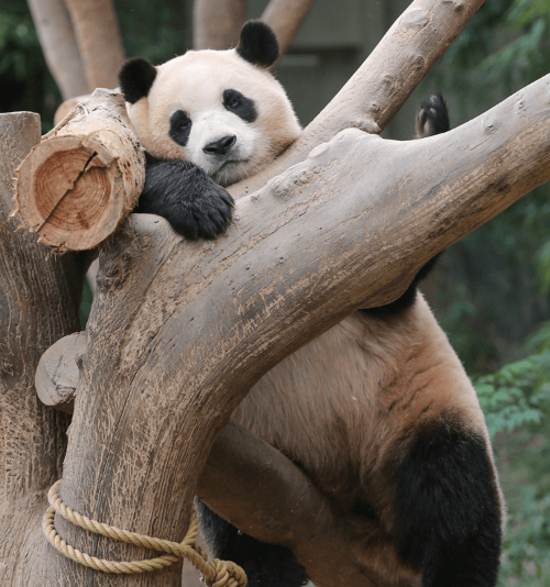 푸바오 특집방송 전현무