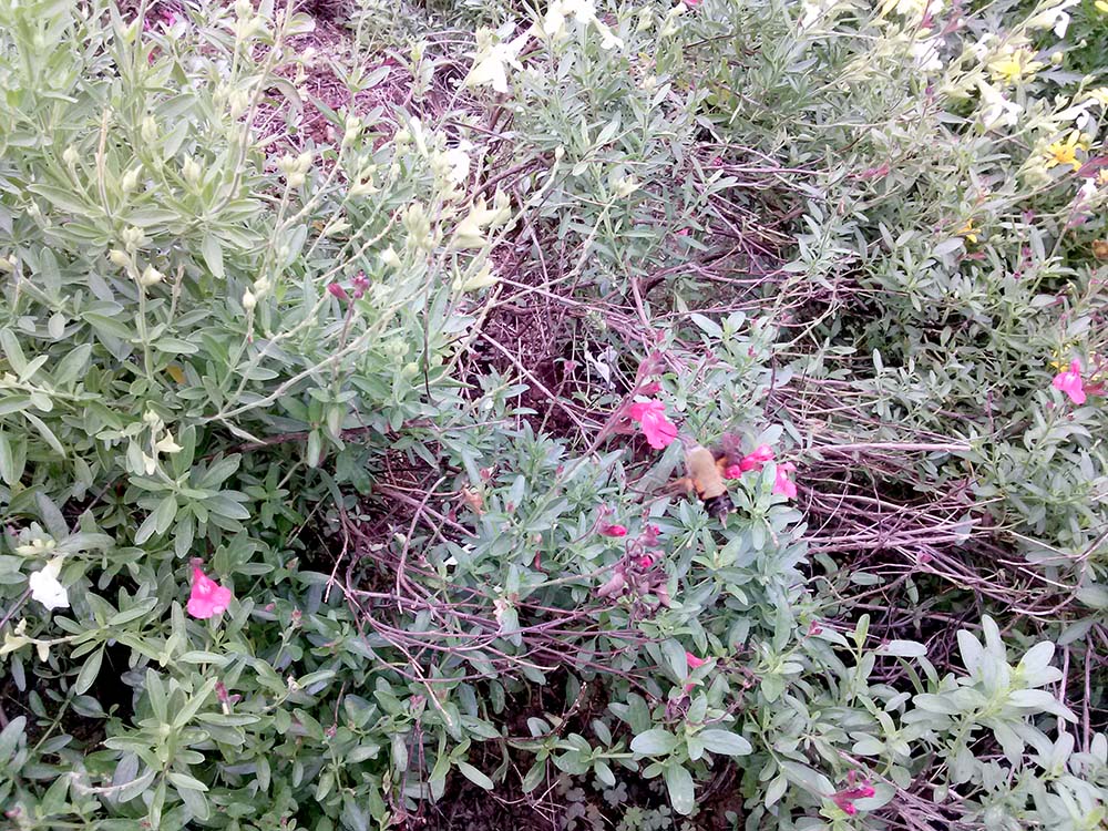 벌새(Hummingbird)? 아니 박각시나방(Hawkmoth)