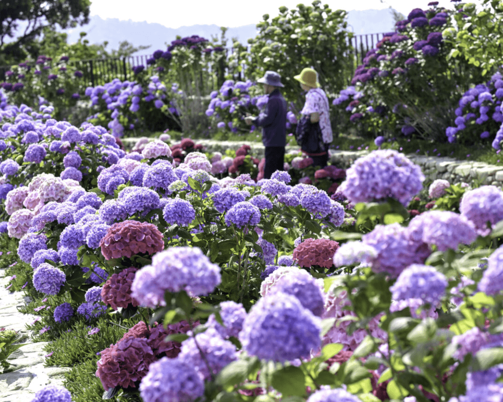 장생포 수국축제