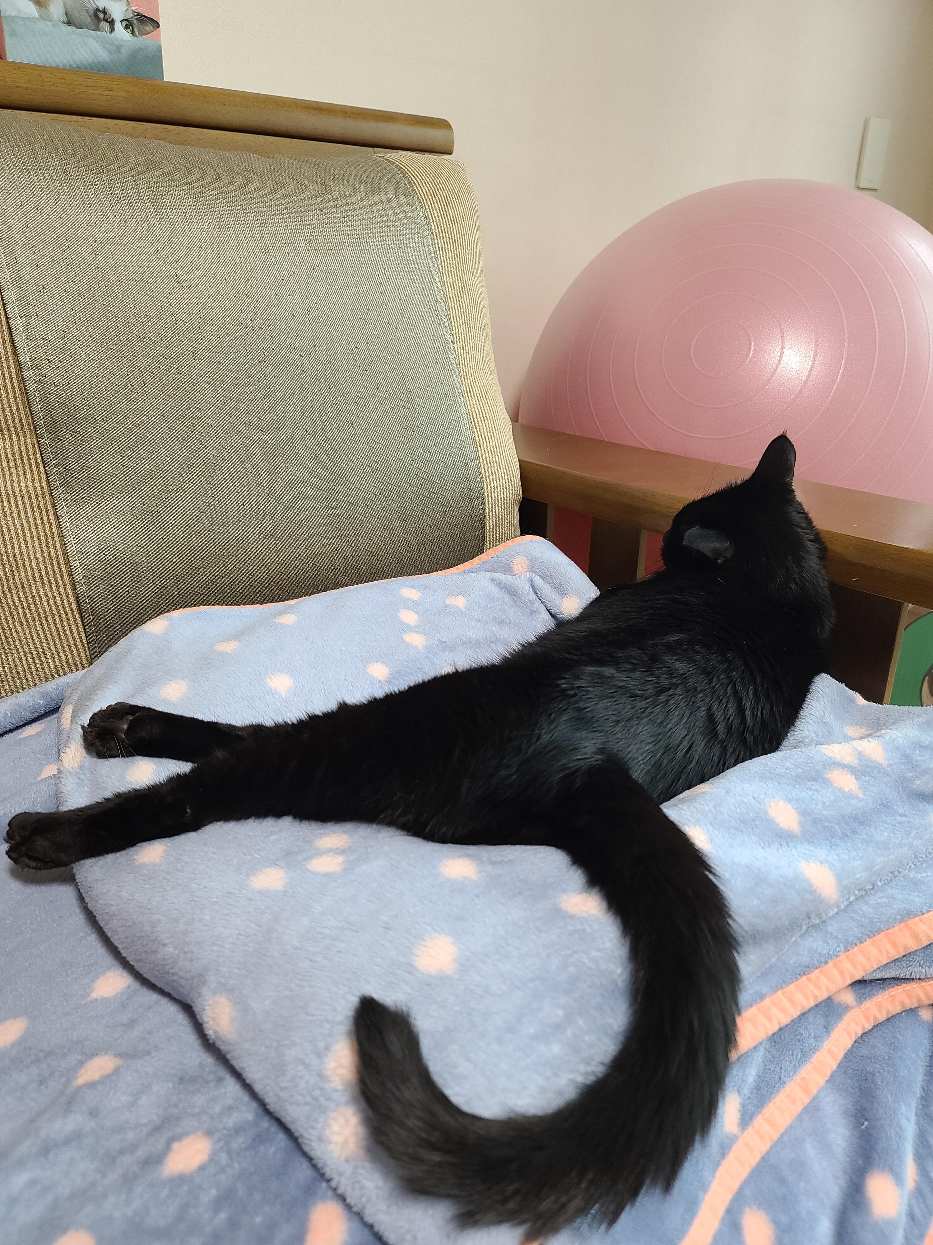 귀엽게 자는 고양이들. 비오는날 아홉냥이들.