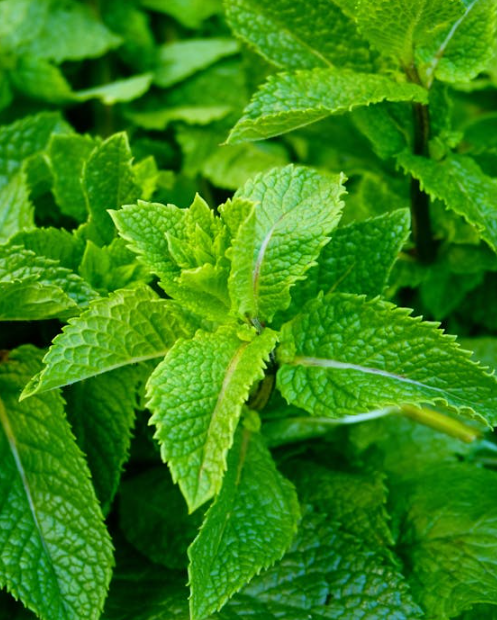 페퍼민트 키우기