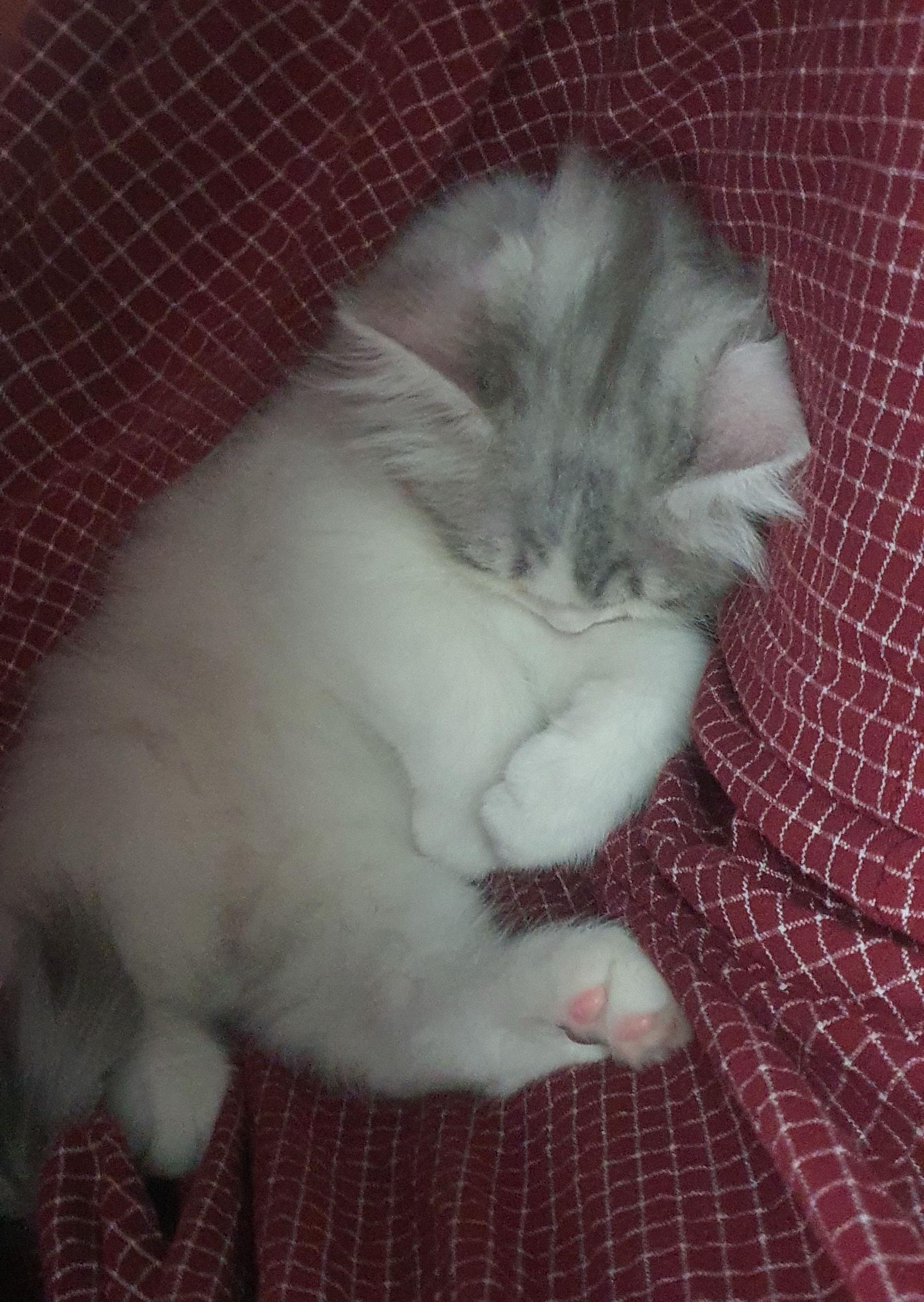 2022.02.26 쿵이는 집사 껌딱지 with 다리 사이