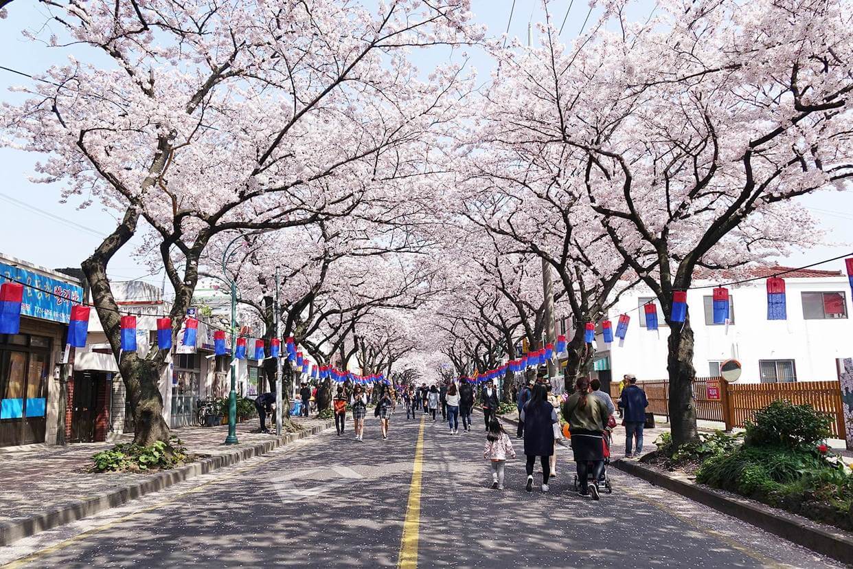 나 혼자 산다 기안84 제주도 벚꽃길 스쿠터 대여