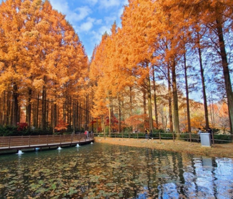  대전 장태산 자연휴양림 메타세콰이어숲 