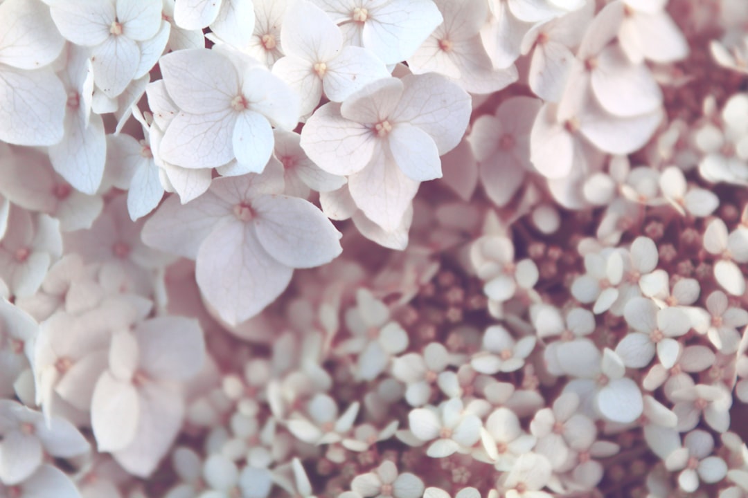 Hydrangea