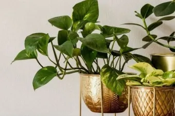 욕실 식물 추천 습도사랑 종류 물주기 환기요령 곰팡이 예방 팁_8