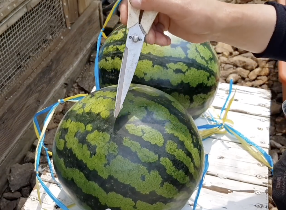 줄무늬가 굵고 진한 것이 맛있는 수박