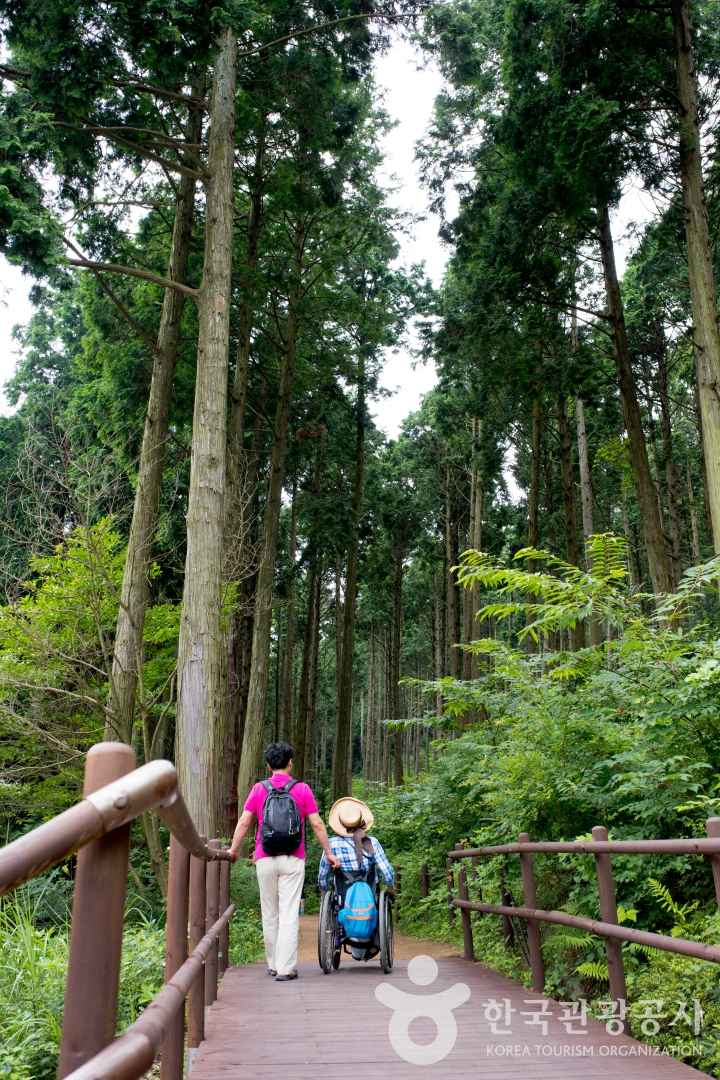 통영 미래사 편백나무숲