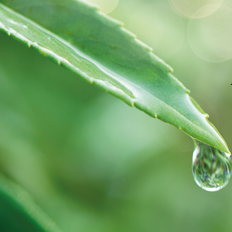 계절의 변화를 세분화한 24 절기 중 '한로' 이해하기