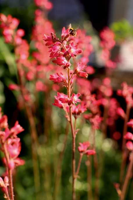 [식물]컬러리프 정원 인기템-휴케라, 번식 팁, 활용법