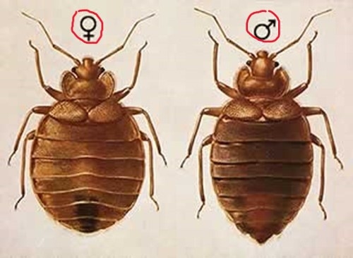 빈대 택배로도 옮는다?