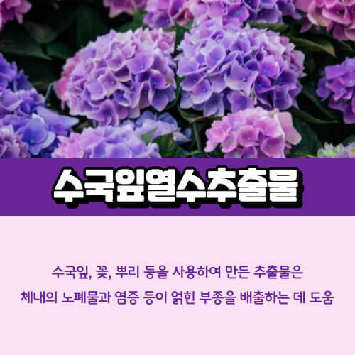 수국잎열수추출물