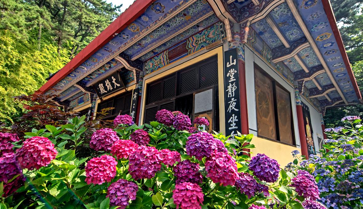 태종대 수국축제