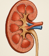 콩팥이 안좋으면 나타나는 증상