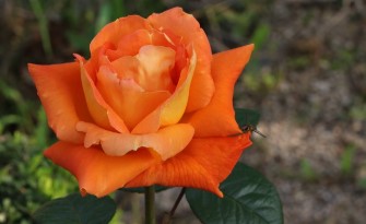 에버랜드 장미축제 2025