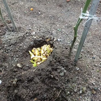 바나나 껍질 비료 활용 희석사용시기 냄새방지 천연영양 가이드_9