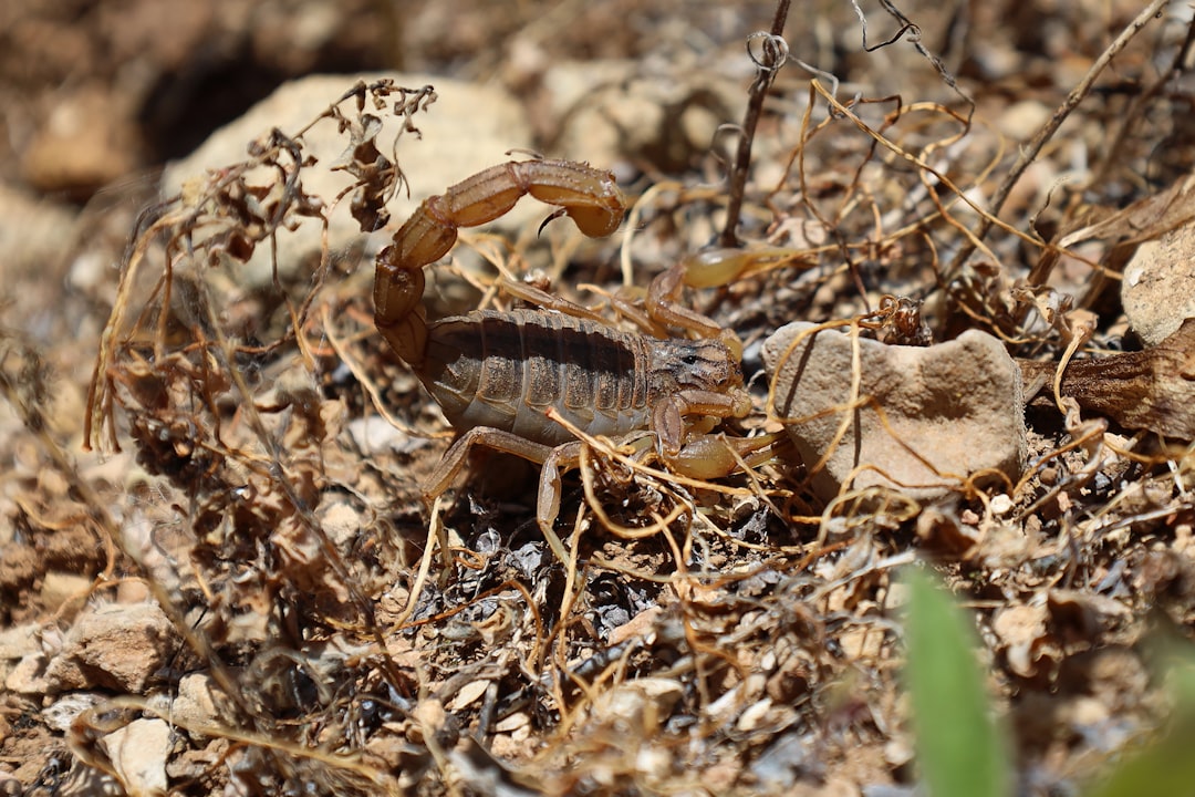 Scorpio