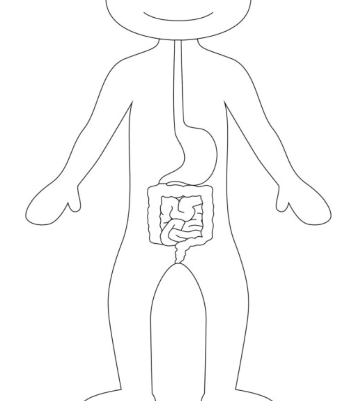 digestive system