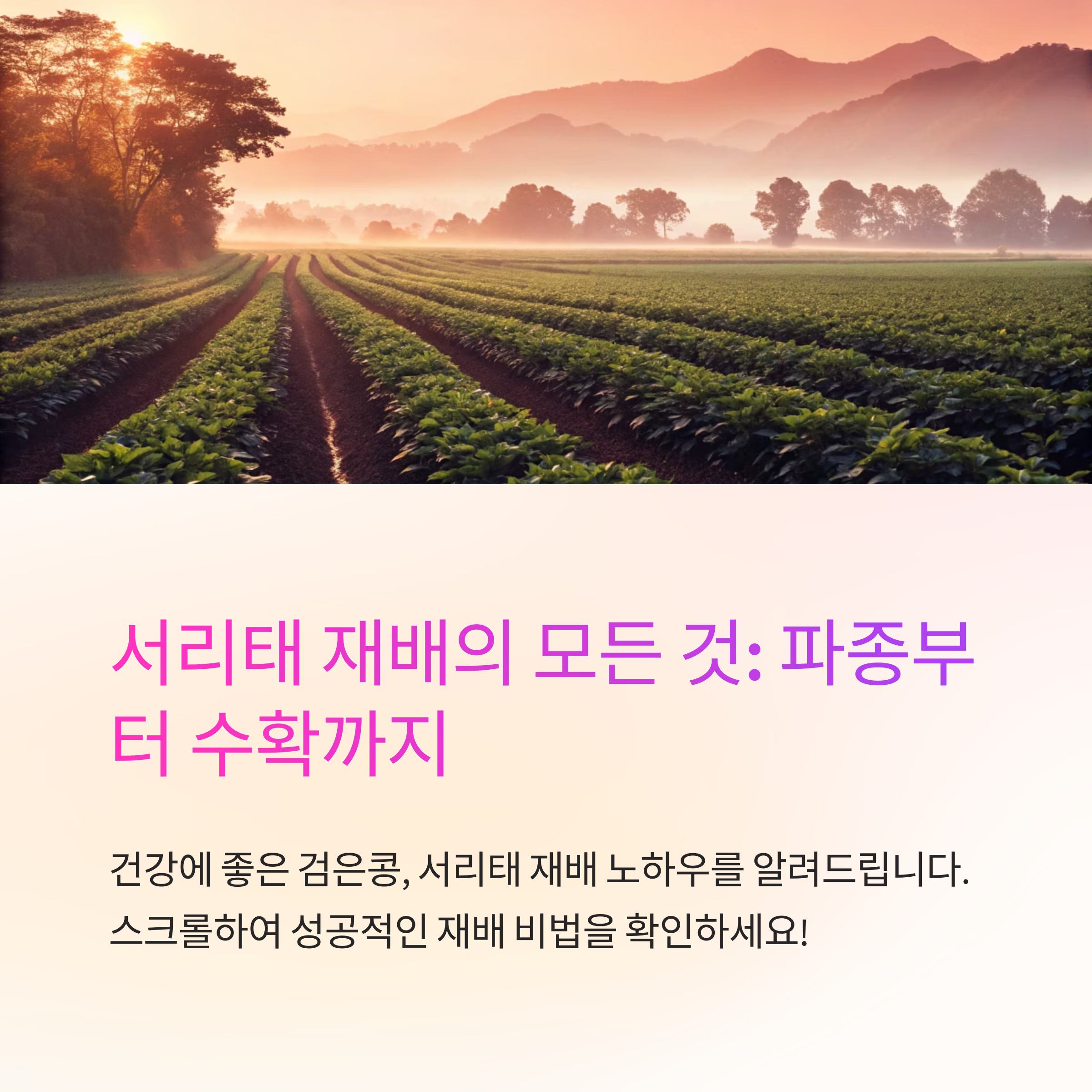 서리태 파종 시기와 재배 요령