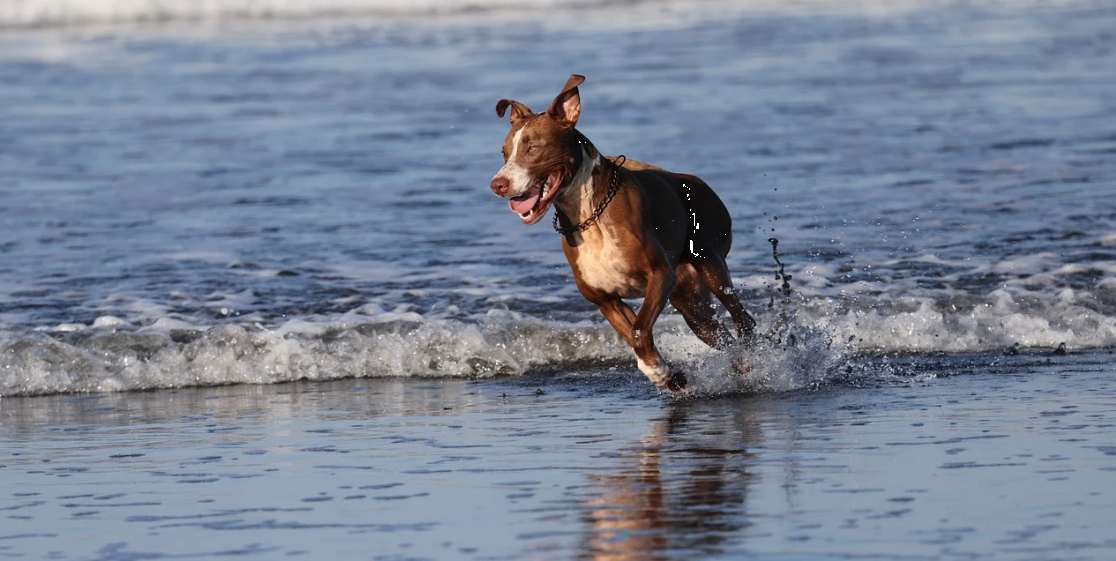 전국 펫프렌들리 여행지 TOP5