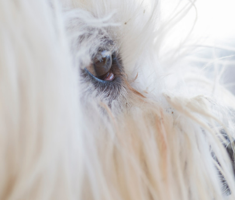 강아지 눈 다래끼 그냥 두면 안되는 이유. 증상, 원인, 치료 총정리