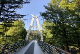 당일치기/가을/힐링/여행/대전/장태산자연휴양림/메타세쿼이아/스카이워크 