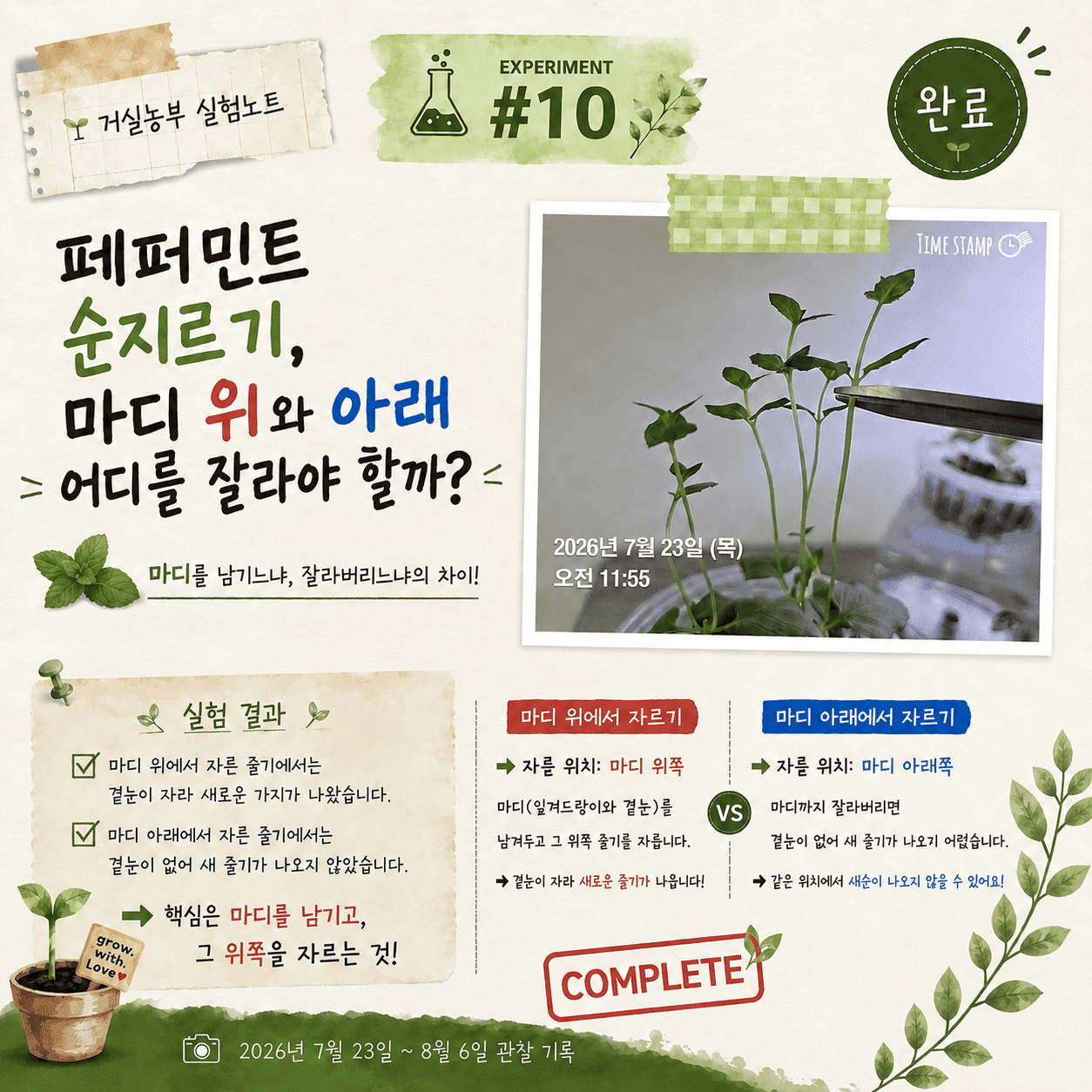 거실농부 실험노트 10 페퍼민트 순지르기 마디 위와 아래 비교 실험