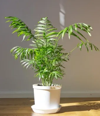 테이블야자 키우기 물주기 실내위치 통풍관리 사무실과 집 모두 적용_7