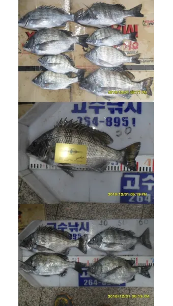 디낚 점주 조황 전국 바다낚시 출조 꿀팁_21