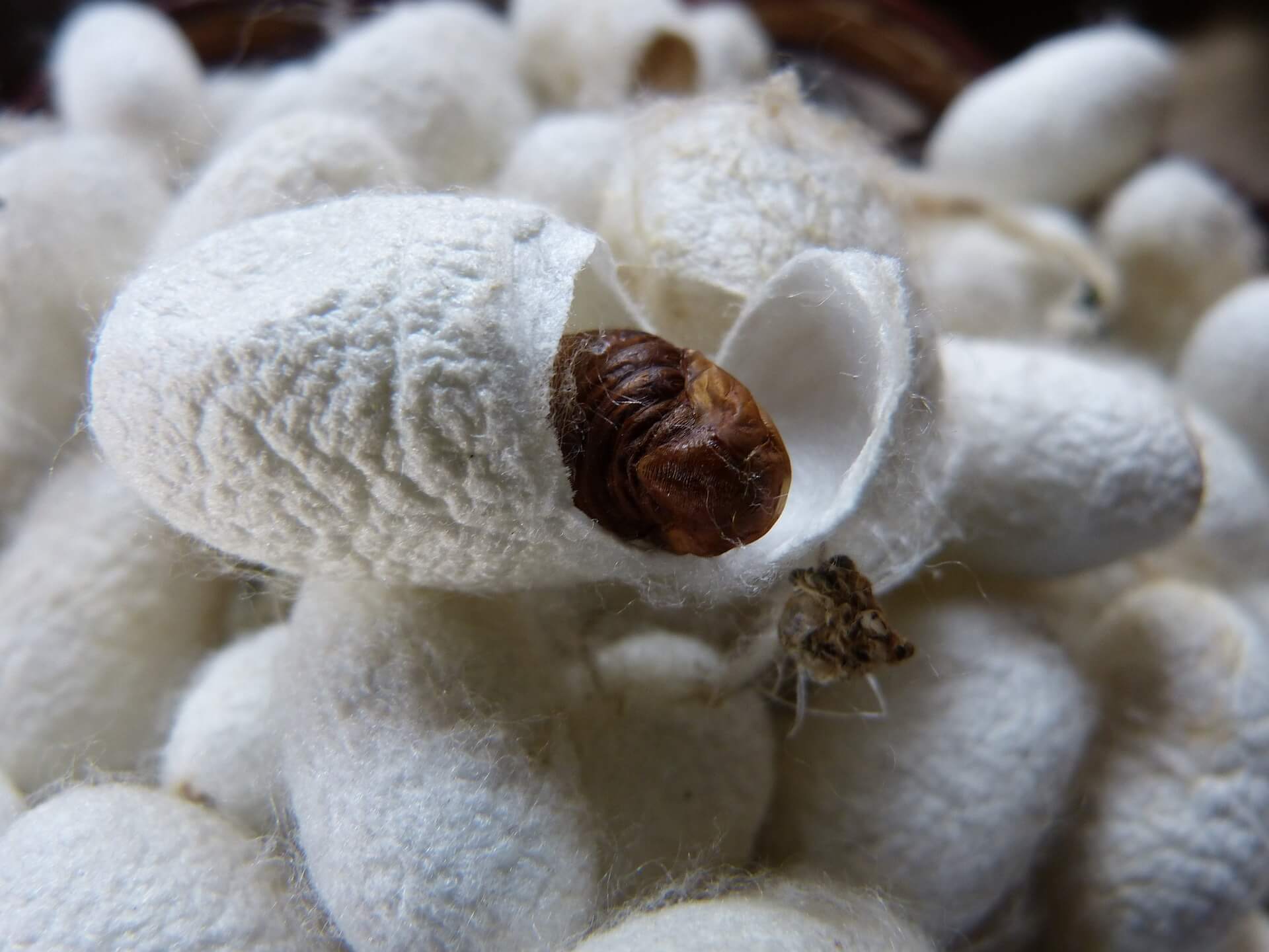 silk cocoon