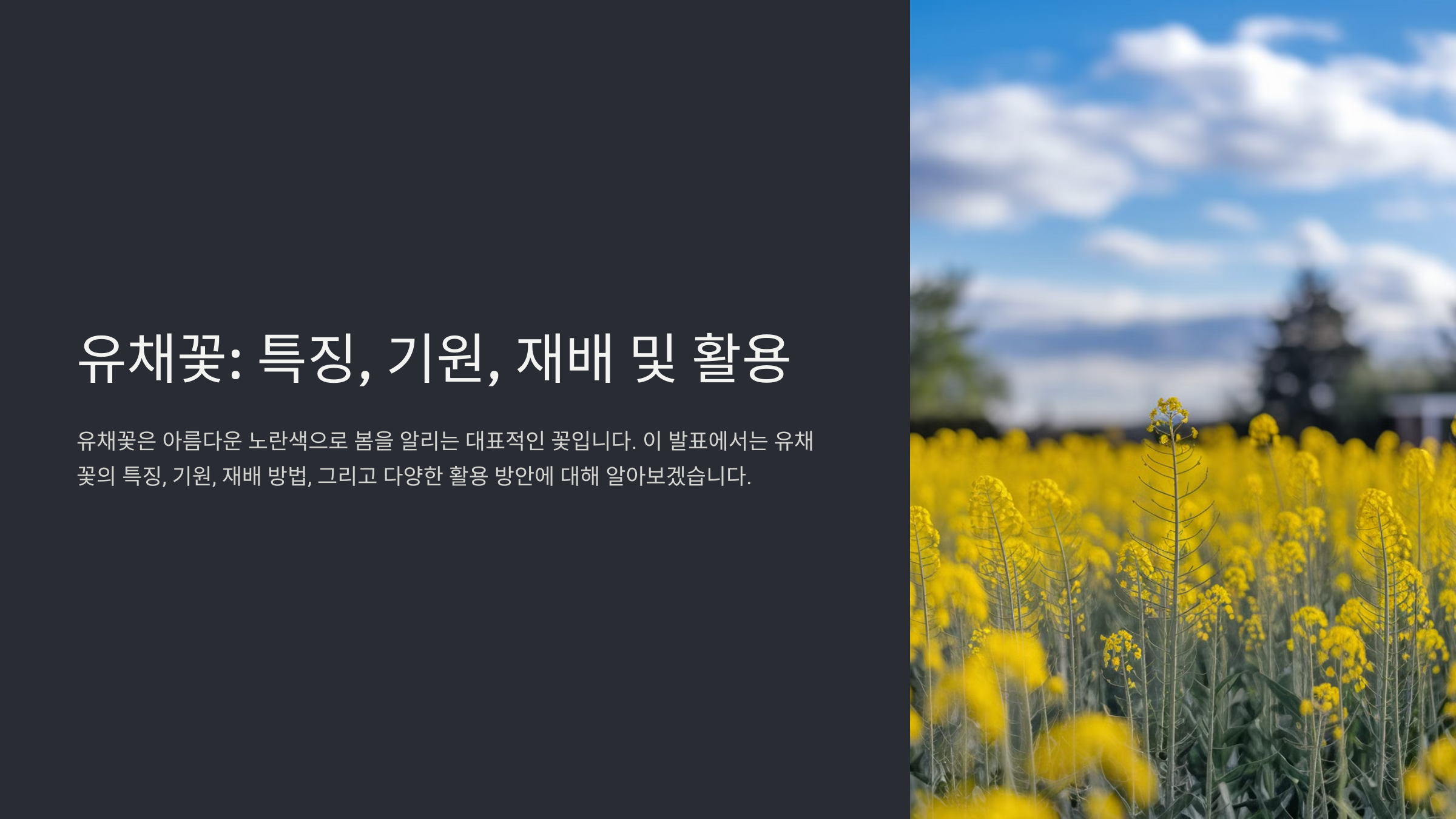 유채꽃 파종 시기와 재배 방법