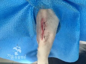 강아지 슬개골 탈구 수술 후유증_14