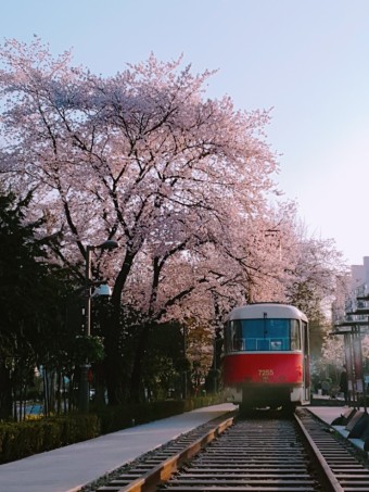 경춘선-숲길-벚꽃-산책하기-좋은곳