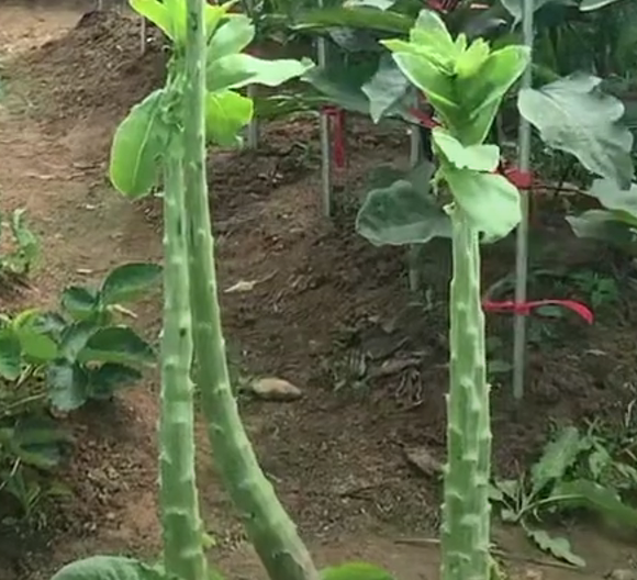 궁채의 줄기