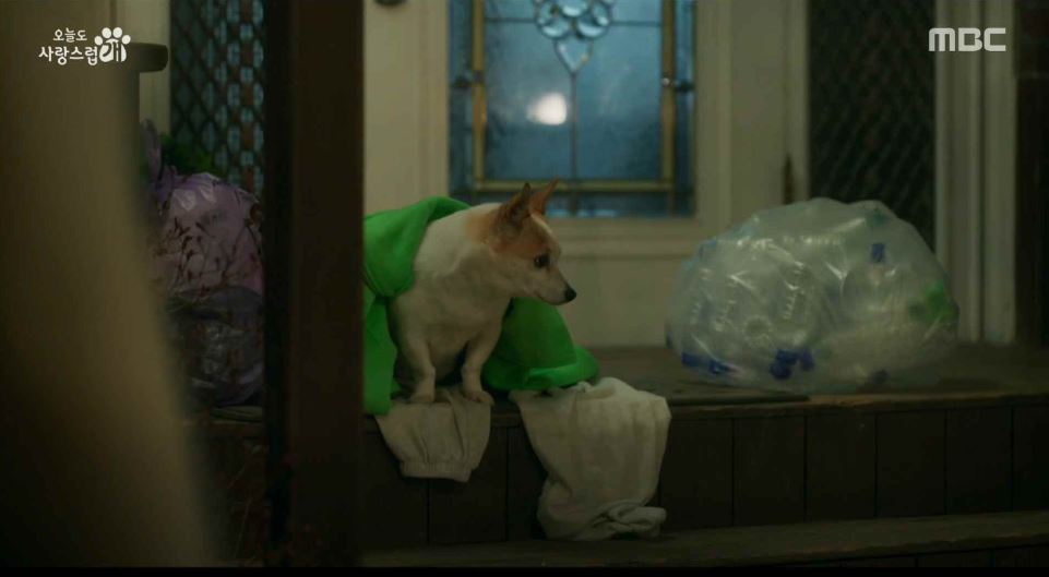 오늘도사랑스럽개_11회