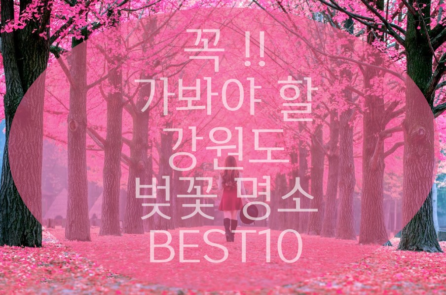 2024년숨겨진 강원도 벚꽃 명소 BEST 10