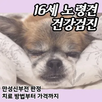 노령견 신부전2기 자연식 화식 레시피 건강식_12