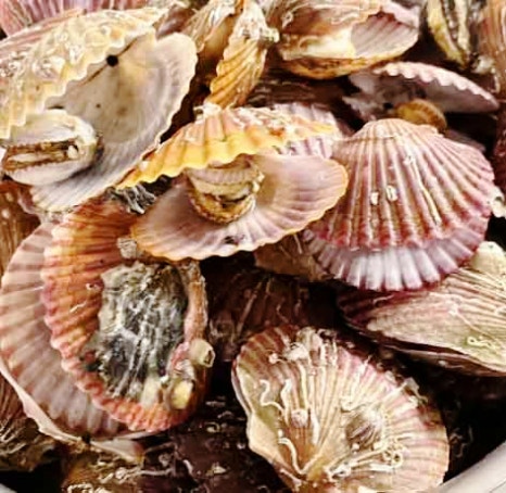 대장균 (Escherichia coli, E. coli)