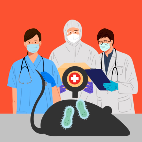 흑사병-감염경로