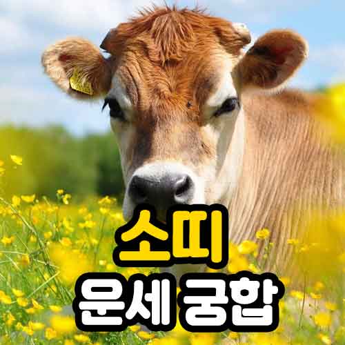 소띠 운세 궁합 썸네일