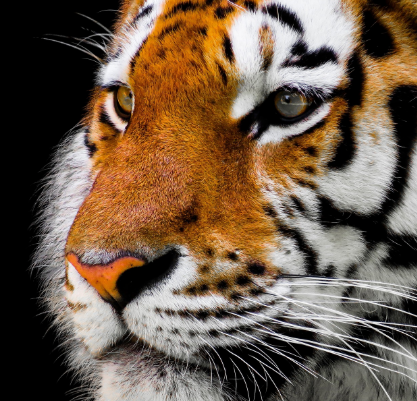 호랑이꿈 상황별 해몽