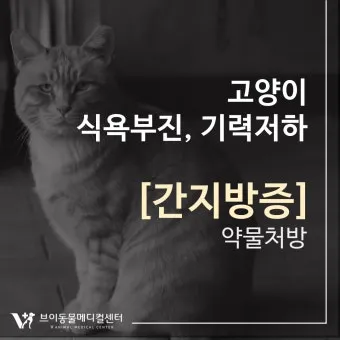 "고양이